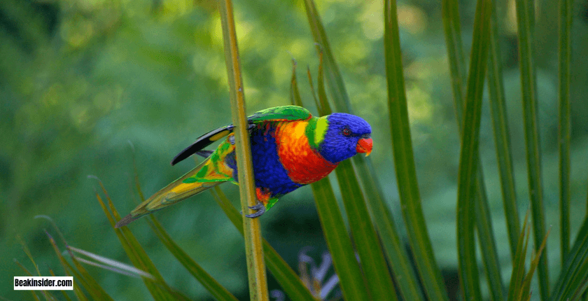 Rainbow Lorikeet