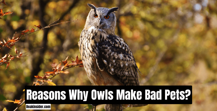 Reasons Why Owls Make Bad Pets