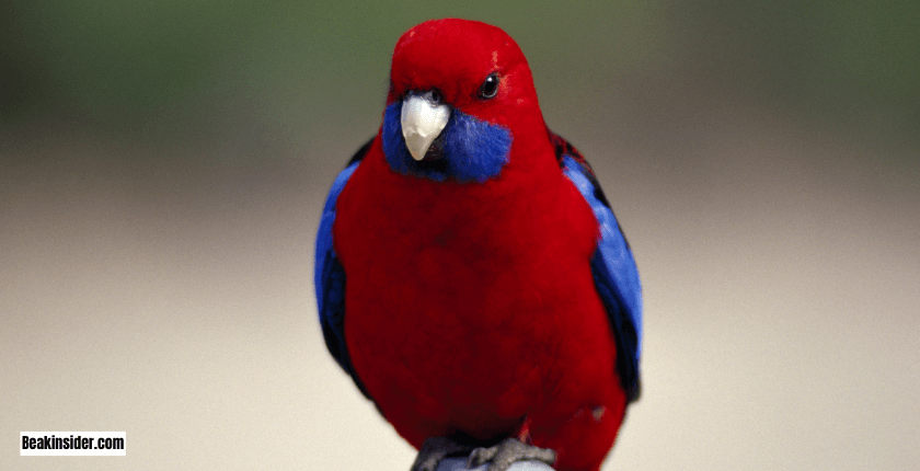 Rosella