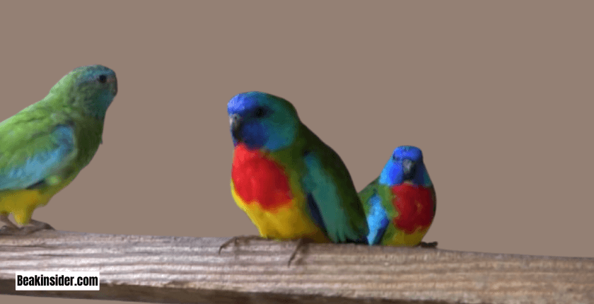 Scarlet-Chested Parakeet