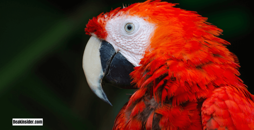 Scarlet Macaw
