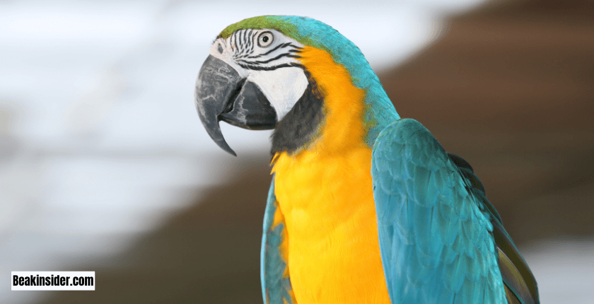 Signs That Indicate Your Parrot Isn't Getting Enough Sleep