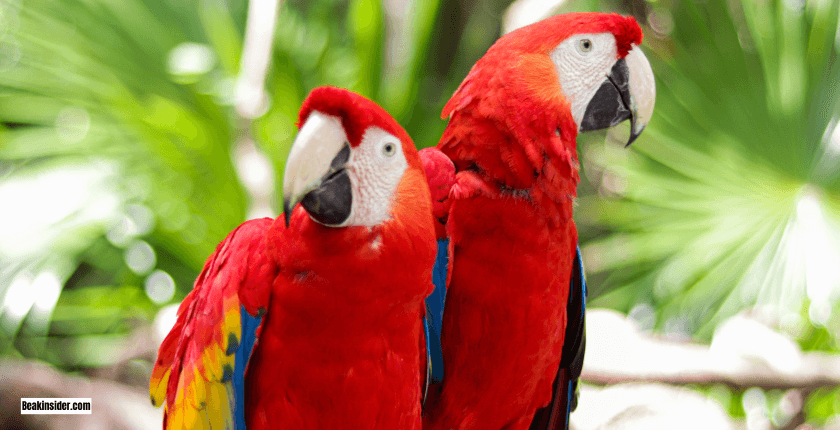 Sleep Requirements of Different Parrot Species