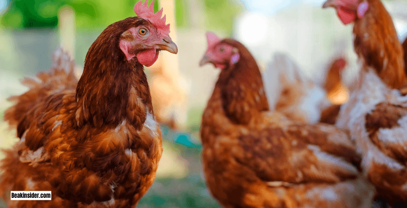 Step-by-Step Guide to Trim a Chicken’s Beak