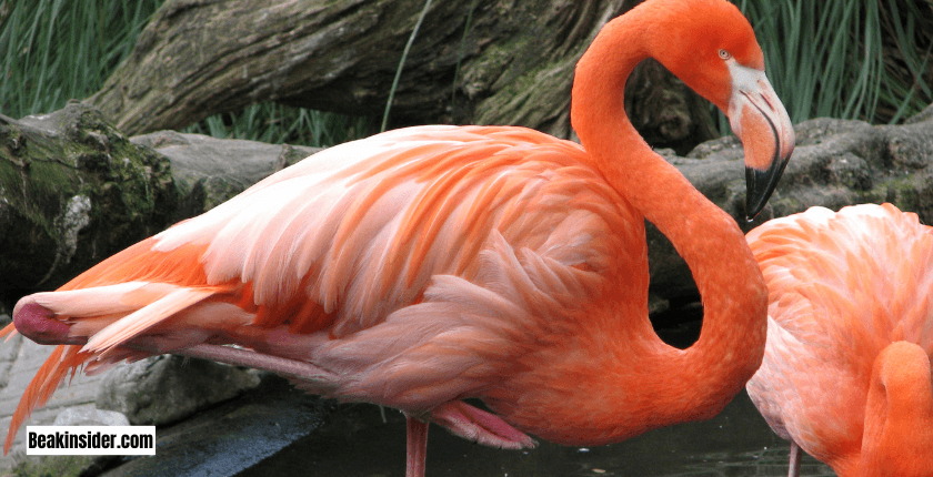 The Evolution of the Flamingo Beak