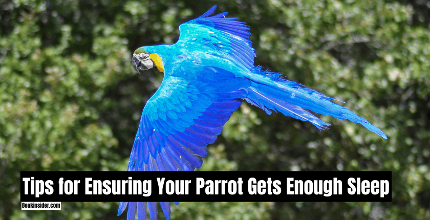 Tips for Ensuring Your Parrot Gets Enough Sleep