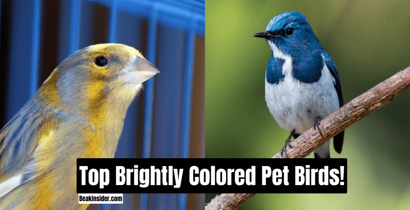 Top Brightly Colored Pet Birds!