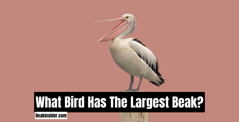 What Bird Has The Largest Beak