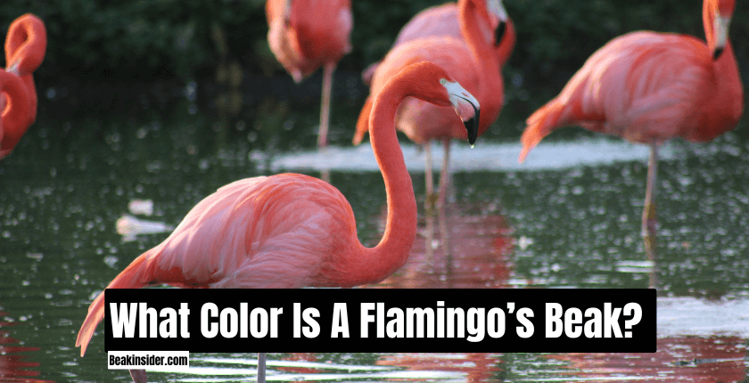 What Color Is A Flamingo’s Beak