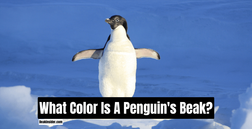 What Color Is A Penguin's Beak