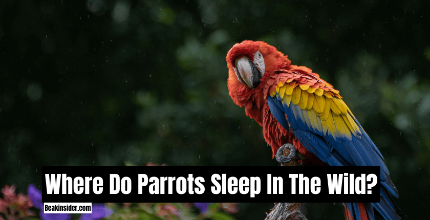 Where Do Parrots Sleep In The Wild