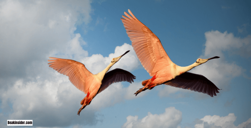 Why Do Flamingo Beak Colors Vary?