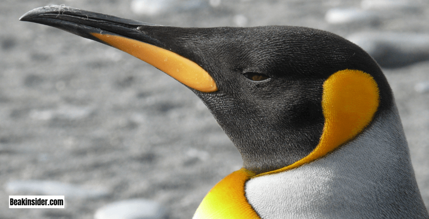 Why Do Penguin Beaks Vary in Color?