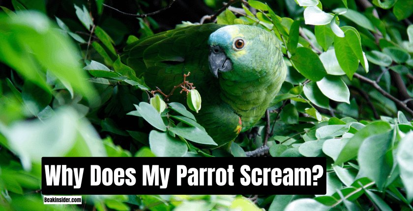 Why Does My Parrot Scream