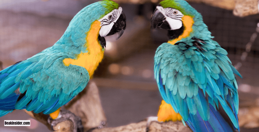 Why Is Sleep Important for Parrots?