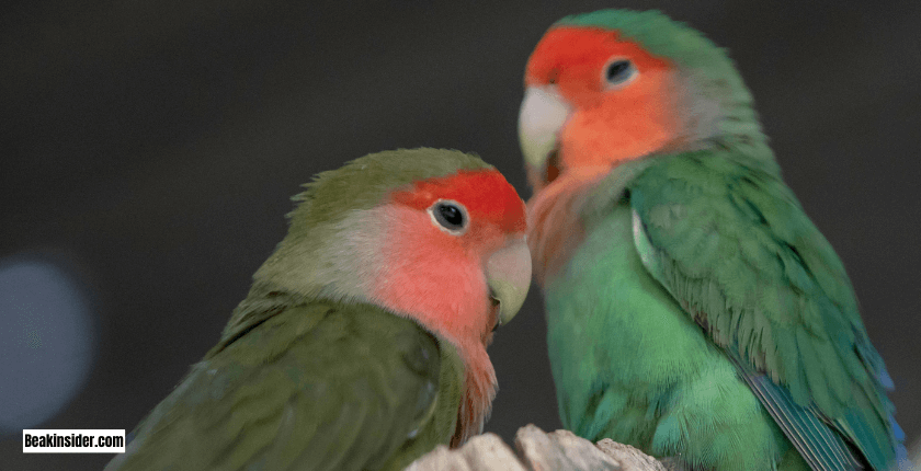 Why Sleep Is Crucial for Wild Parrots?