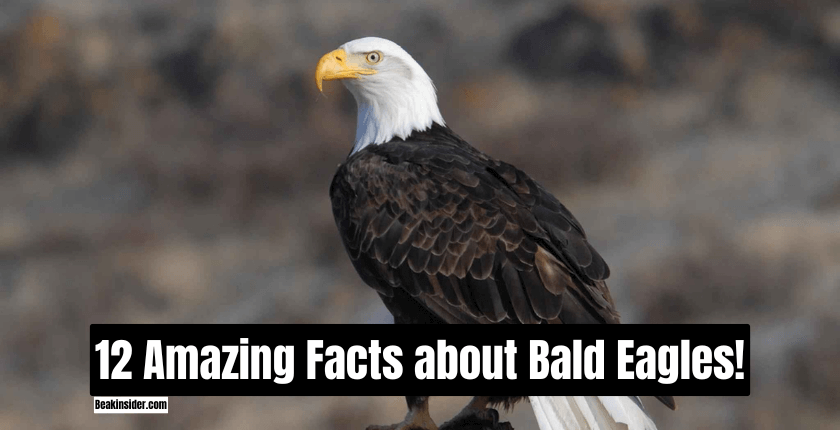 12 Amazing Facts about Bald Eagles!