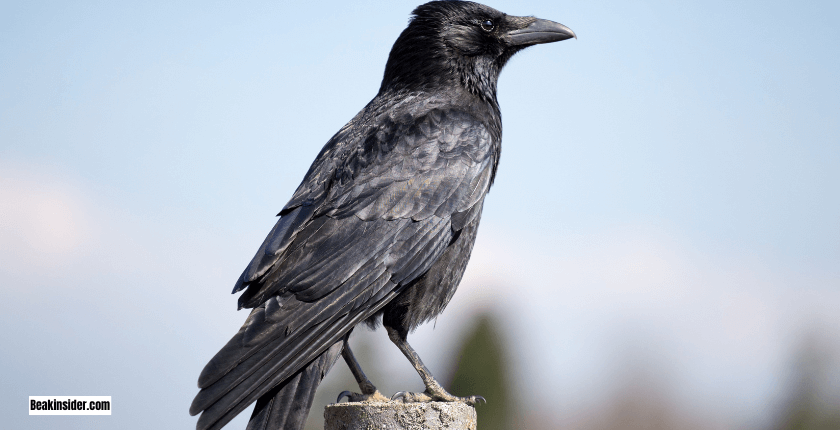 7 Hidden Facts About Ravens