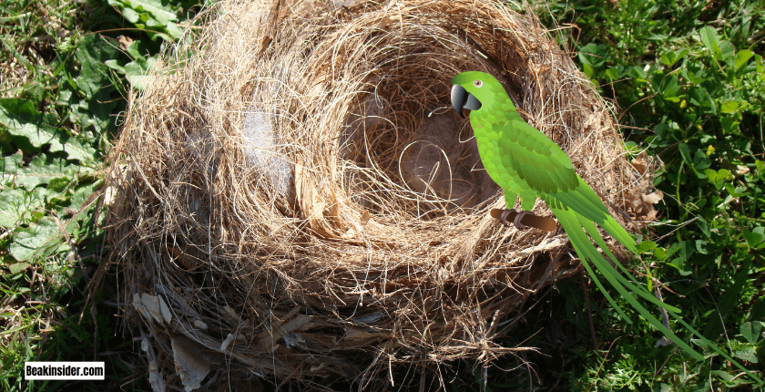 Additional Tips To Stop Birds To Make Nests