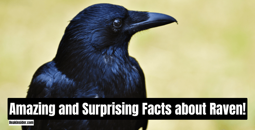 Amazing and Surprising Facts about Raven!