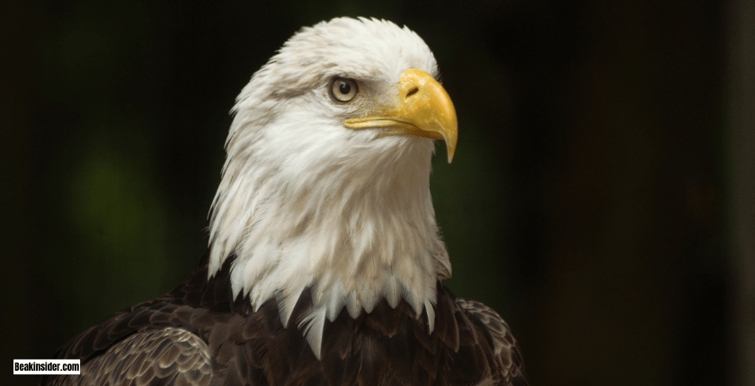 Bald Eagles Are Found in North America