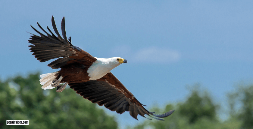 Bald Eagles Have Impressive Speeds