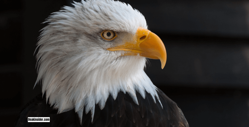 Bald Eagles Live for Decades