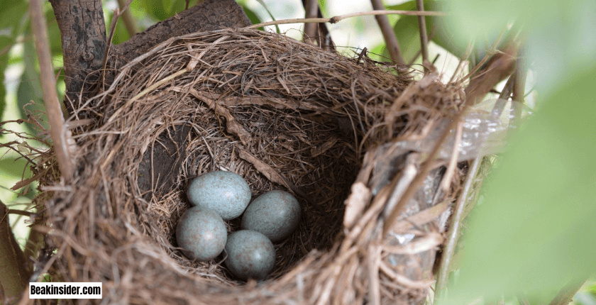 Cup Nests