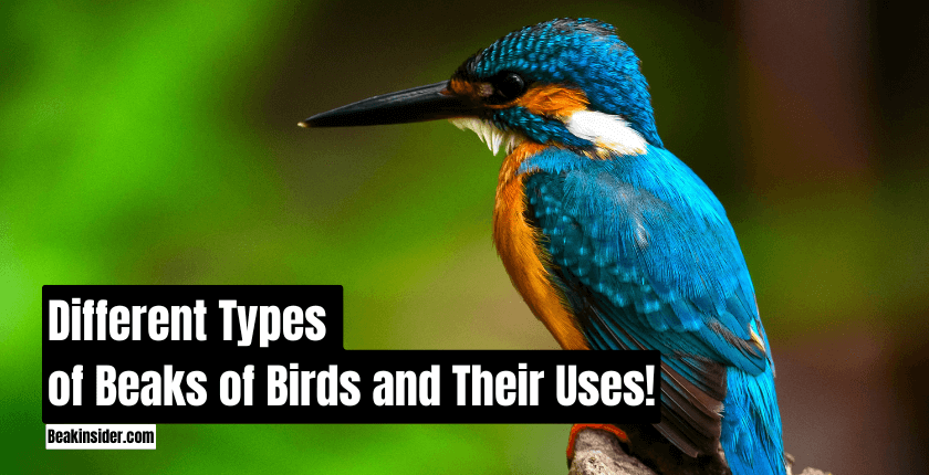 Different Types of Beaks of Birds and Their Uses!