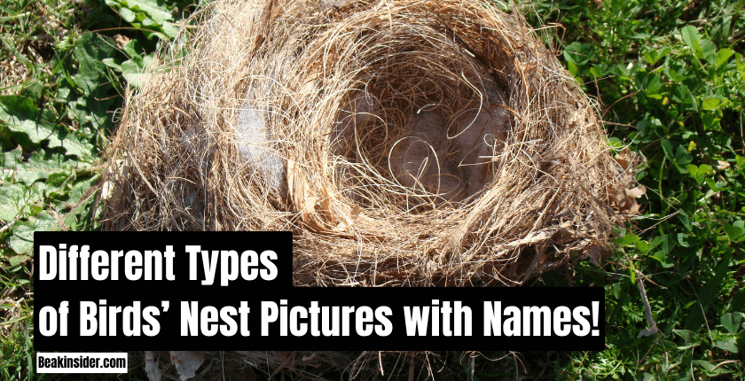 Different Types of Birds’ Nest Pictures with Names!