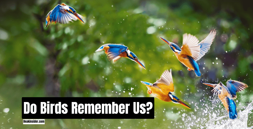 Do Birds Remember Us