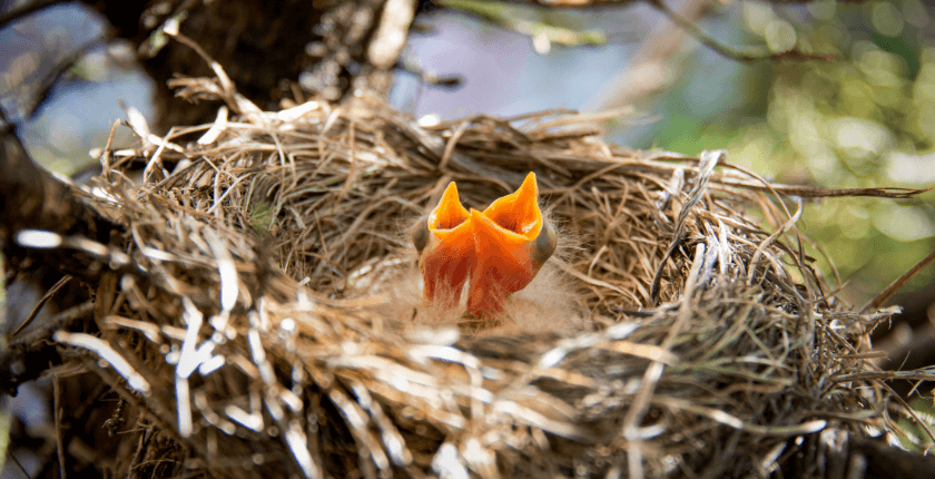 Dome Nests