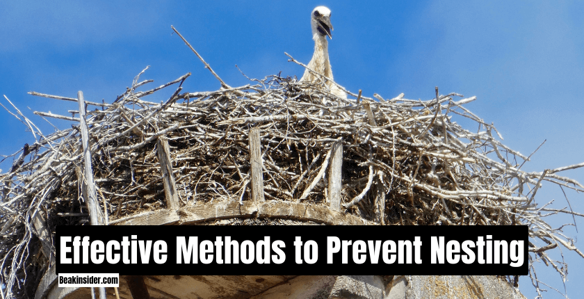 Effective Methods to Prevent Nesting