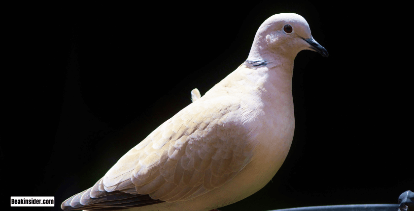 Fascinating Facts About Doves