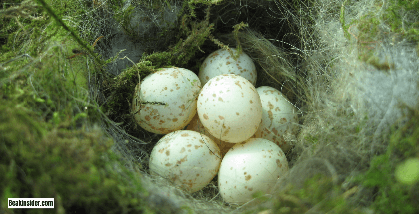 Ground Nests