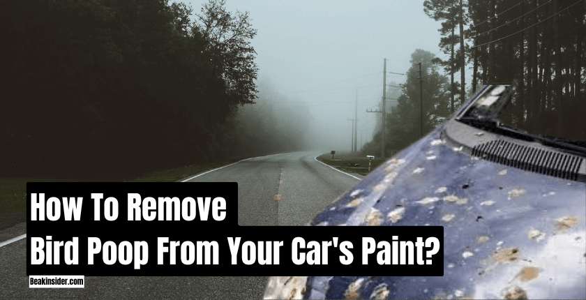 How To Remove Bird Poop From Your Car's Paint