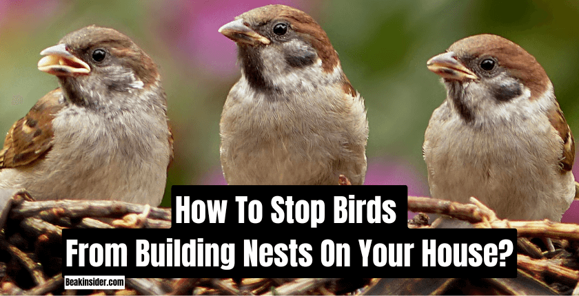 How To Stop Birds From Building Nests On Your House