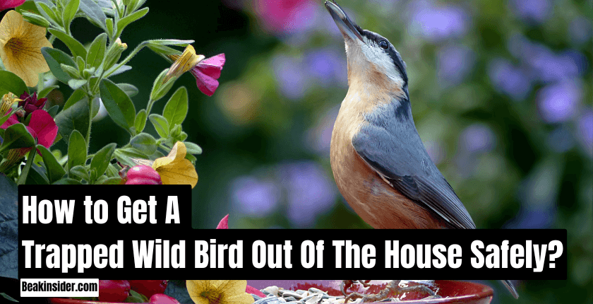 How to Get A Trapped Wild Bird Out Of The House Safely