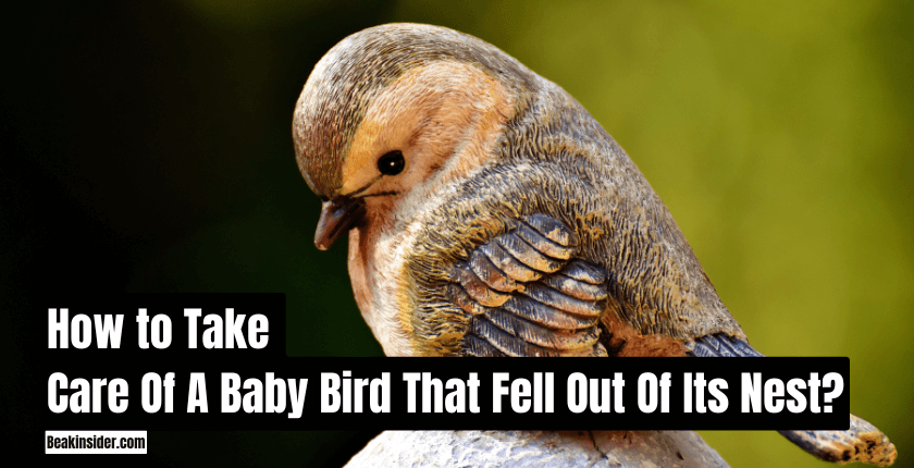 How to Take Care Of A Baby Bird That Fell Out Of Its Nest