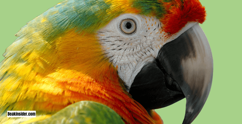 Importance of Beaks for Birds