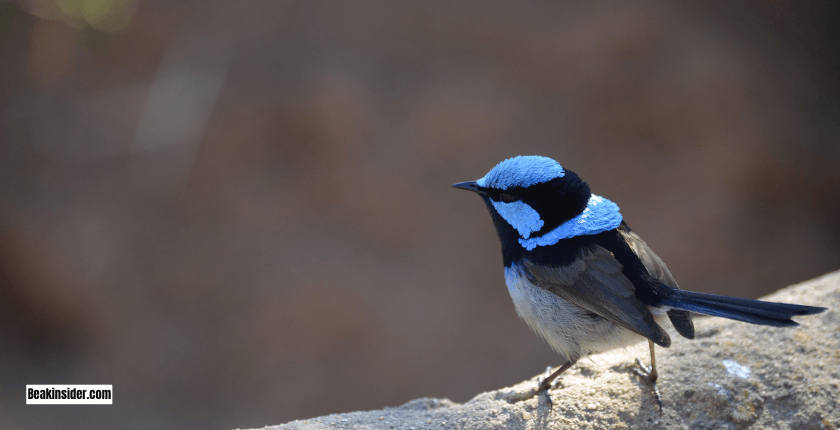 Important Tips When Taking Care of a Fallen Baby Bird