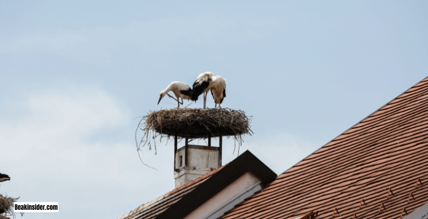 Is It Illegal To Remove Bird Nests From  House?