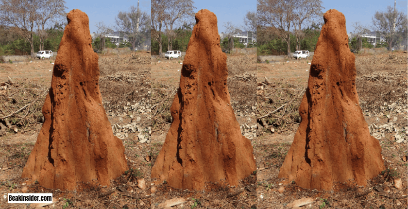 Mound Nests