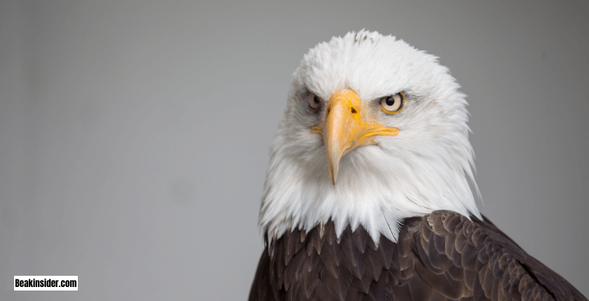 Names of Birds Having Beaks