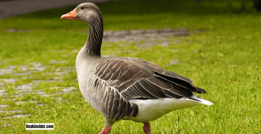 Names of Birds Heaving Bills