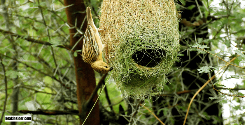 Pendant Nests