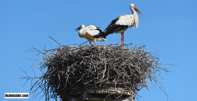 Platform Nests