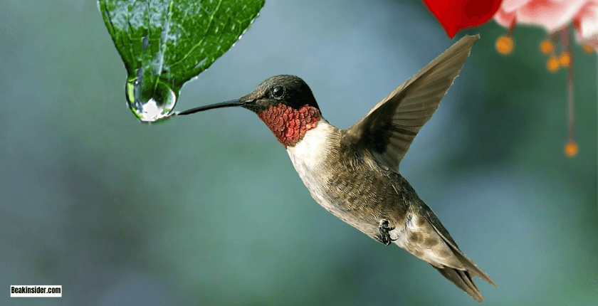 Role Of Birds Visual And Auditory Senses In Remembering Human Beings