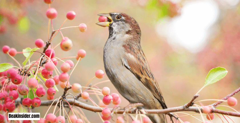 Should I Feed The Bird Before It Leaves?