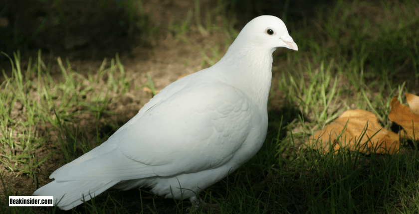 The Historical and Cultural Significance of Doves as Symbols of Peace